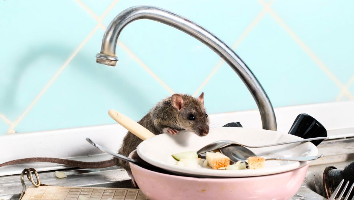 Las ratas pueden ser eliminadas del hogar a través del aroma de una fruta específica