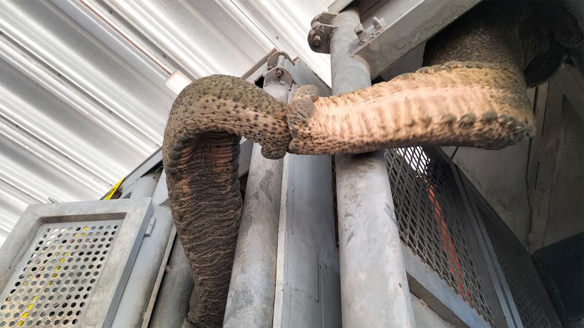 Madre e hija elefantas viajan hacia Brasil conectadas por sus miradas y sus trompas.