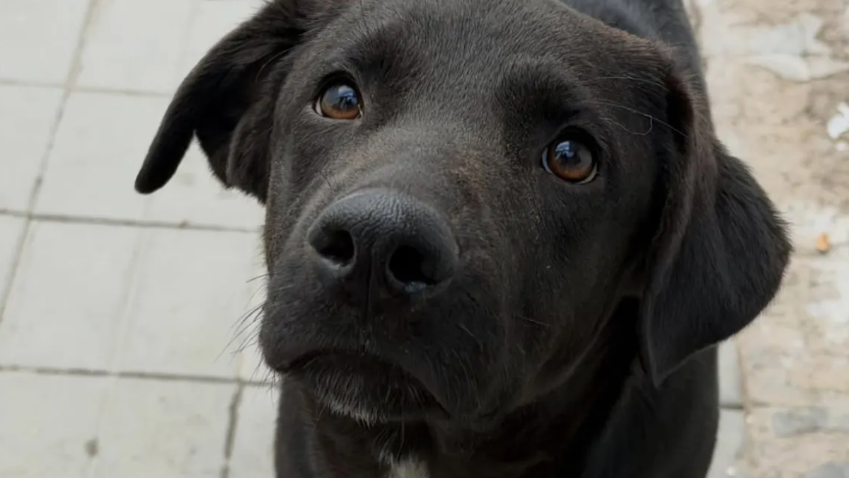La perra fue rescatada por la comuna y la ONG Salvando Patas, y ya se encuentra bajo tratamiento médico. La perra fue rescatada por la comuna y la ONG Salvando Patas, y ya se encuentra bajo tratamiento médico.