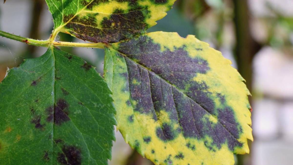Qué significan las manchas negras en las hojas de las plantas