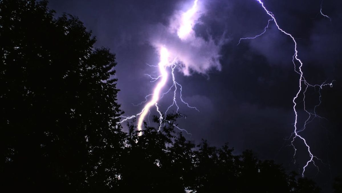 El Choibá es un árbol que se beneficia de las tormentas eléctricas&nbsp;