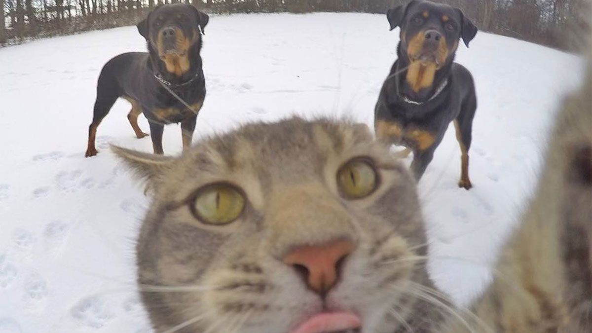Los gatos y perros, a diferencia de otros animales, son los más aptos para ser mascotas de las personas.