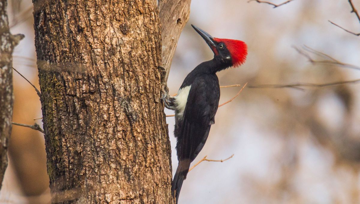Los músculos del cuello y el abdomen desempeñan un papel clave en la transferencia eficiente de energía cinética al picar la madera.