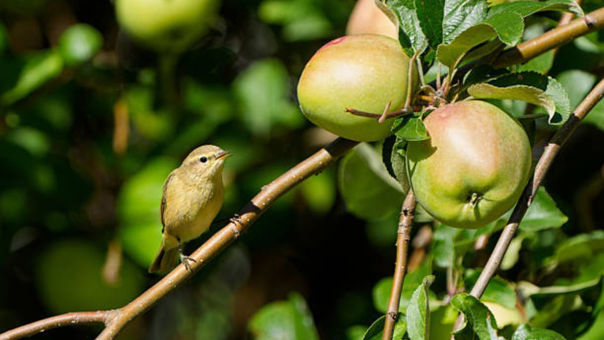 Conocé cómo alejar a los pájaros de tus árboles frutales.