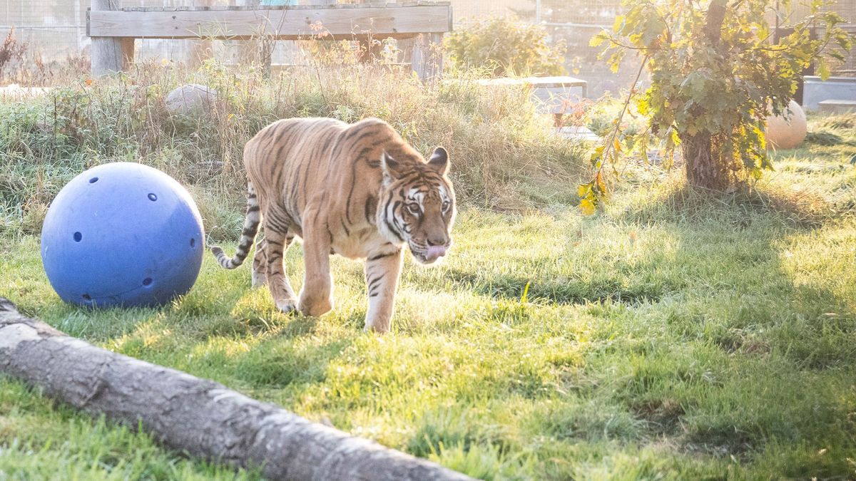 La tigresa Lucy disfruta de su nuevo hogar rodeado de naturaleza en el santuario WildCat