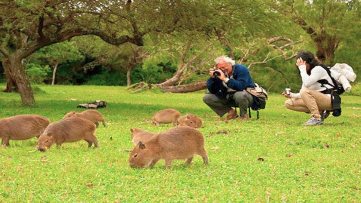 El pueblo donde verás más animales exóticos que personas