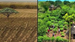 La solución que encontró África para transformar el desierto en un bosque: el nuevo pulmón verde del mundo