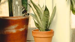 Este es el momento perfecto para podar una sansevieria o lengua de suegra. Foto: Pexels Este es el momento perfecto para podar una sansevieria o lengua de suegra. Foto: Pexels
