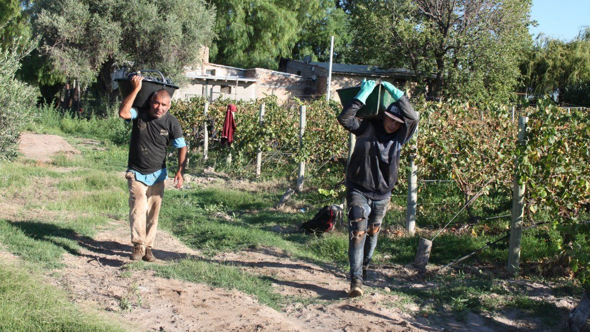 Todos los años, la actividad agrícola moviliza a miles de personas en Mendoza. Muchos de los que llegan provienen de otras provincias.