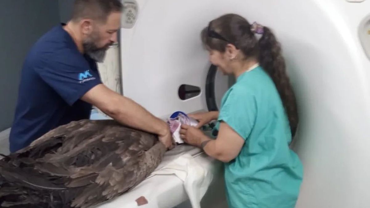 Jennifer Ibarra junto con los especialistas para realizar la tomografía al cóndor de 2 años. Jennifer Ibarra junto con los especialistas para realizar la tomografía al cóndor de 2 años.