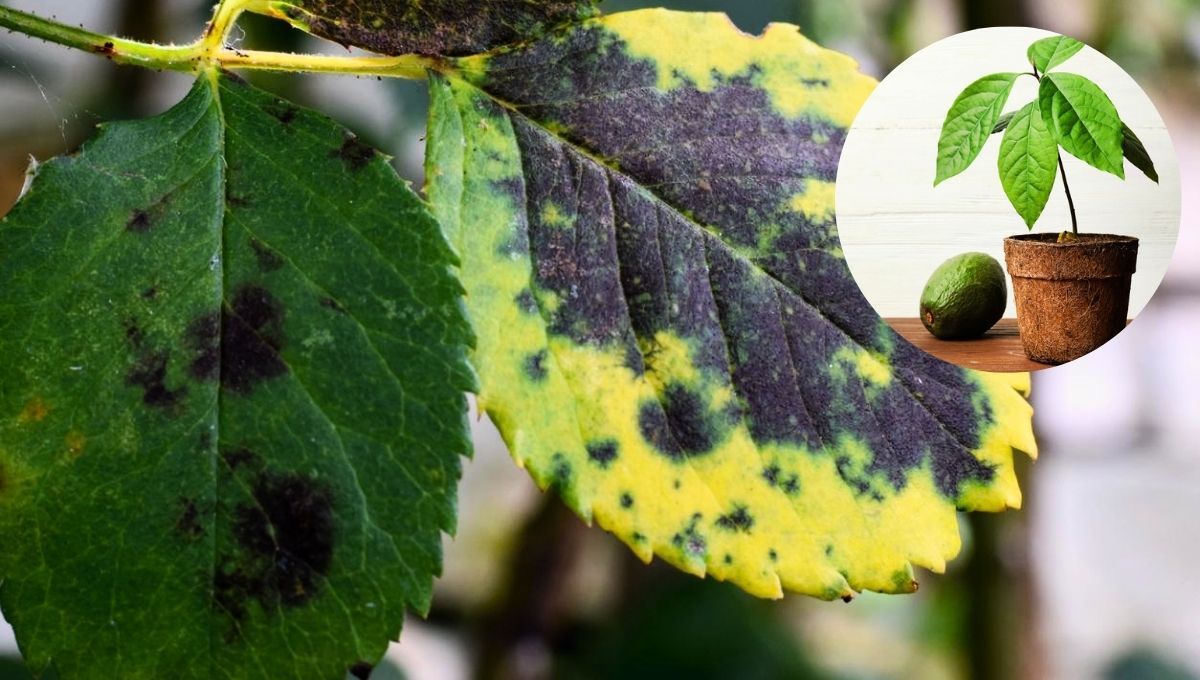 Las hojas del árbol de palta no deben ser quemadas. Pueden ser utilizadas con otros fines