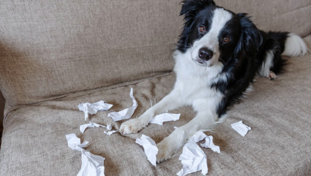 Qué pasa si mi perro come papel según la ciencia veterinaria