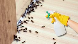 Un truco con vinagre que puede ser utilizado para combatir tres tipos de insectos.&nbsp;