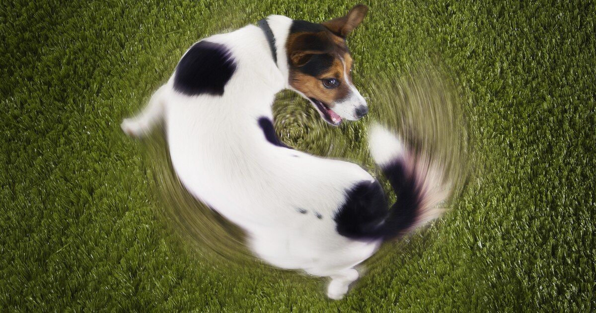 Muchas veces, este comportamiento en tu perro puede ir más allá del juego. Muchas veces, este comportamiento en tu perro puede ir más allá del juego.