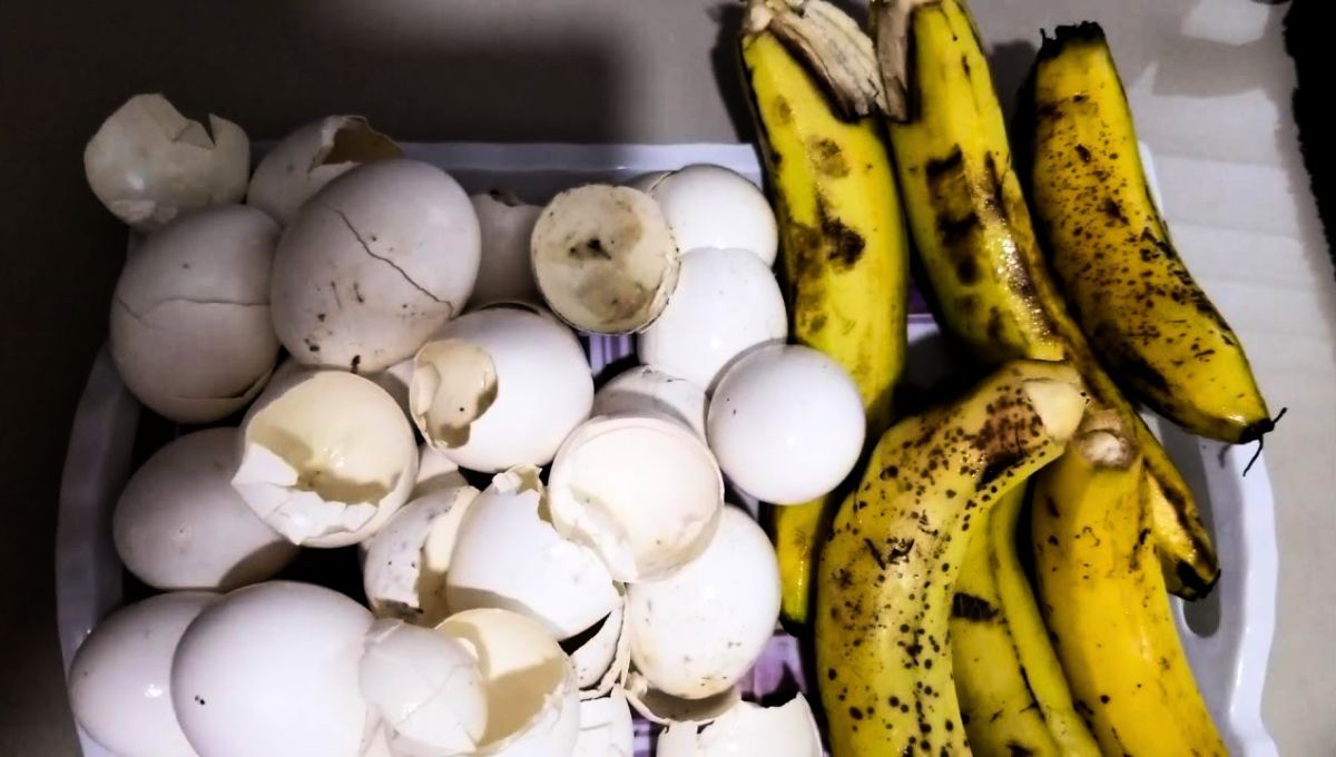 La mezcla de cáscara de huevo y cáscara de banana puede ser muy efectiva en tu jardín 