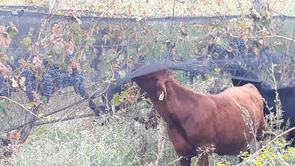 Cansado de los malos precios de cosecha, metió al ganado a comer en el viñedo