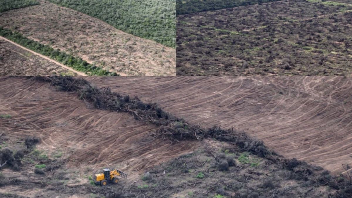 Desmontes en Chaco. (Foto: Greenpeace) Desmontes en Chaco. (Foto: Greenpeace)