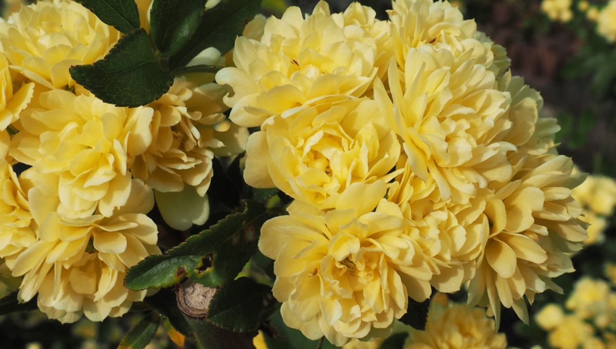 La planta trepadora que tiene flores todo el año y es ideal para crear un cerco.