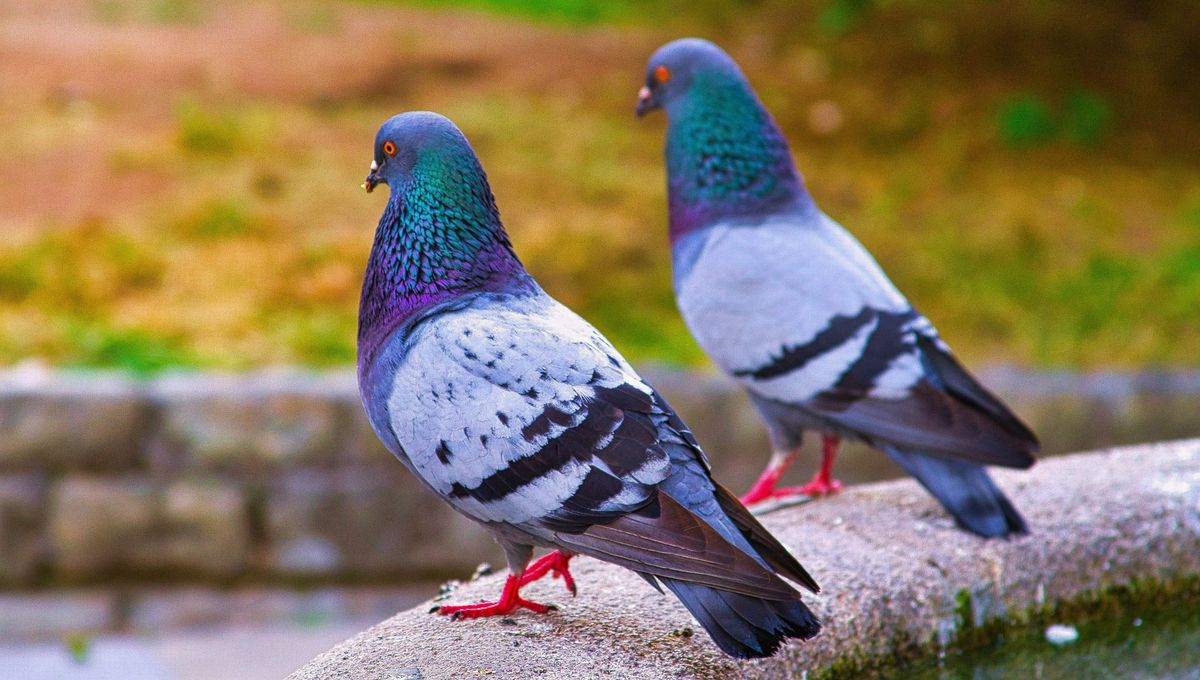 Las palomas pueden ser bastante molestas y sucias si no se espantan o controlan. Las palomas pueden ser bastante molestas y sucias si no se espantan o controlan.