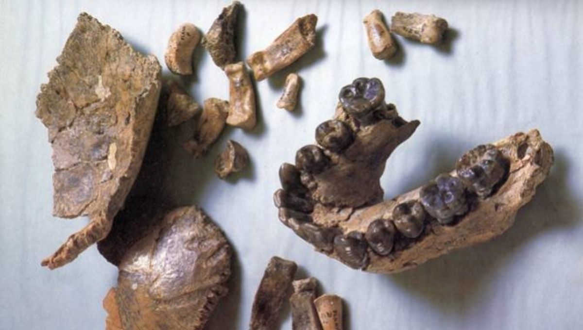 El fósil humano más antiguo encontrado redibuja el origen de la humanidad