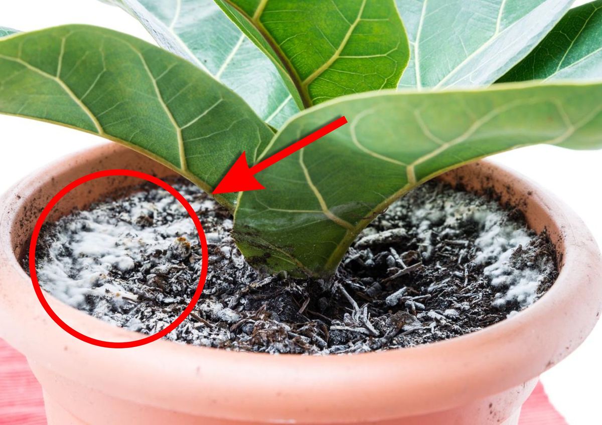 Cómo evitar el moho blanco en las plantas