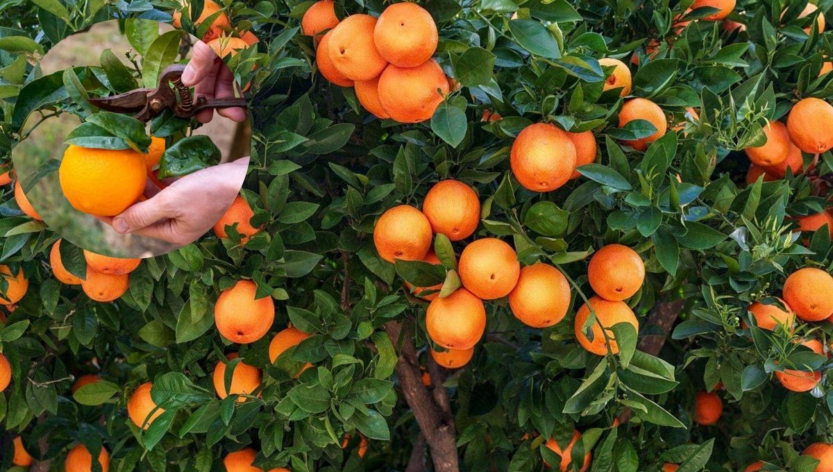 Cómo podar el árbol naranjo para obtener grandes frutos esta primavera