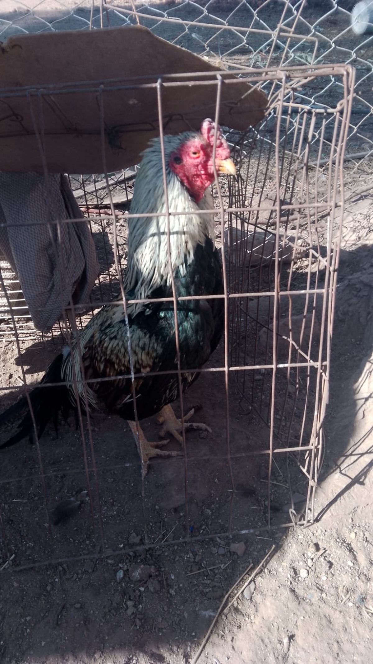 Uno de los treinta gallos que encontraron en una finca de Lavalle. Uno de los treinta gallos que encontraron en una finca de Lavalle.