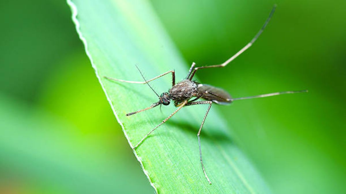 Las populares plantas que tenés que desterrar del jardín porque atraen a los mosquitos