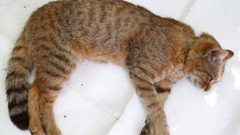 Descubren en Córcega una nueva especie animal: el gato-zorro