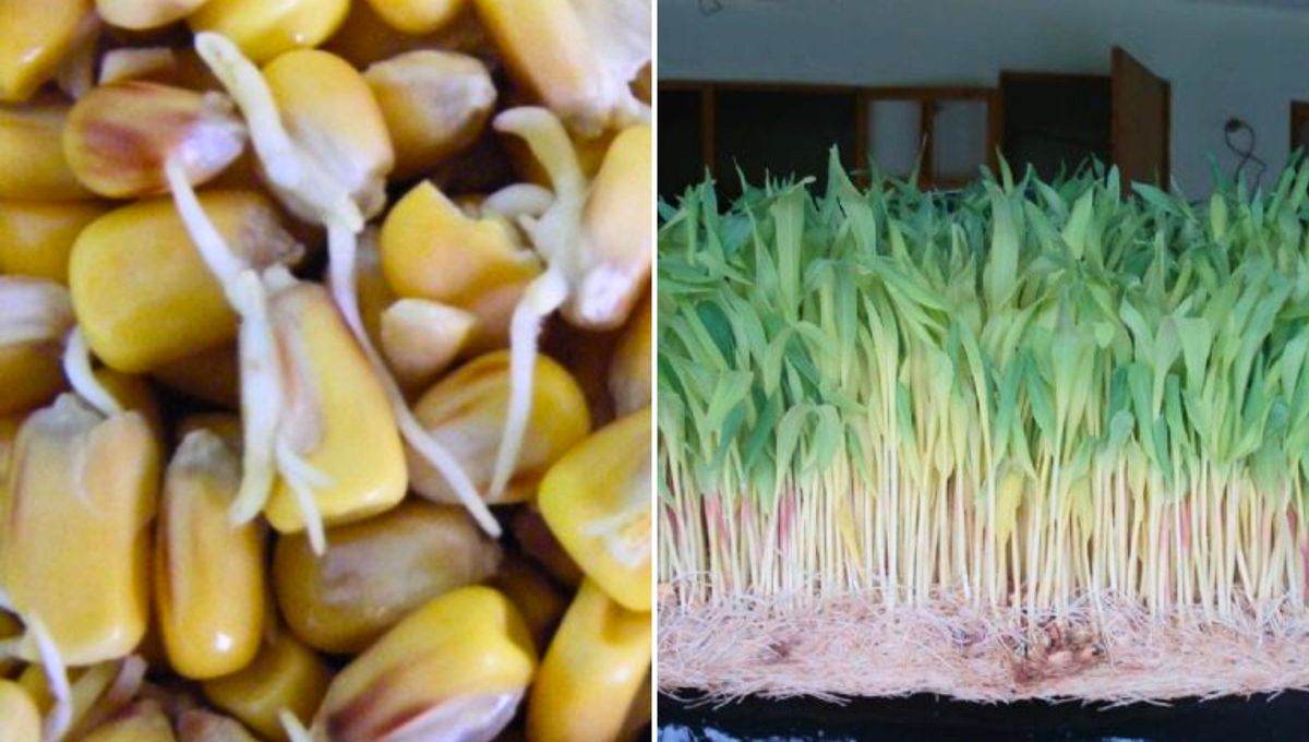 El proceso de germinación se desencadena como consecuencia de la absorción de agua a través de la cubierta de la semilla, luego con los cuidados necesarios puede transformarse en una planta. El proceso de germinación se desencadena como consecuencia de la absorción de agua a través de la cubierta de la semilla, luego con los cuidados necesarios puede transformarse en una planta.