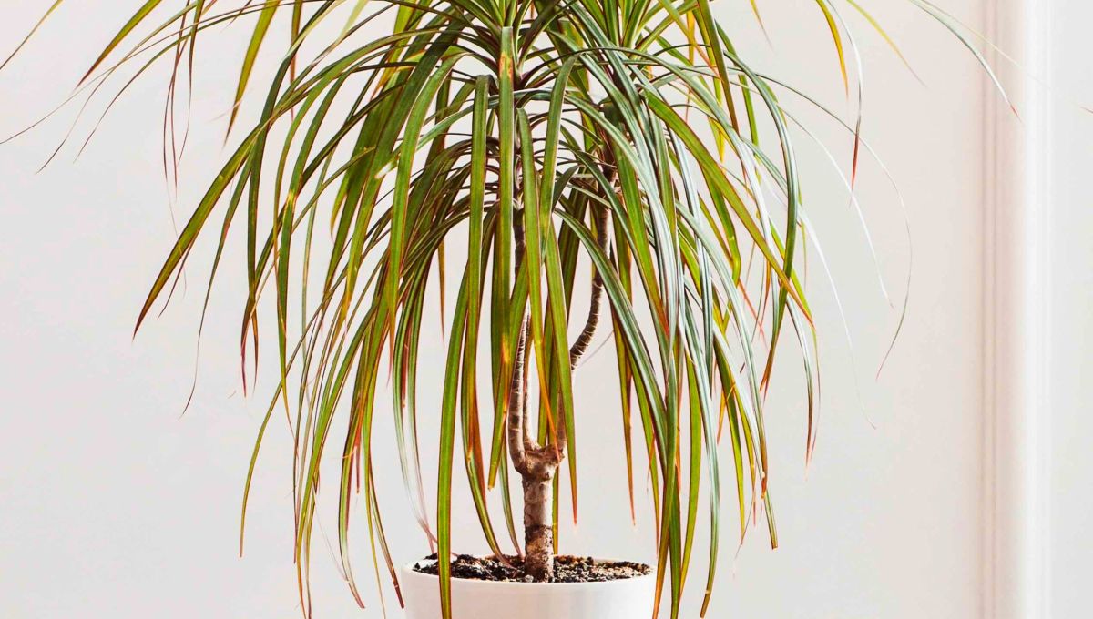 Adiós al olor a cigarrillo: la planta de interior que saca el humo de tu hogar en tiempo récord