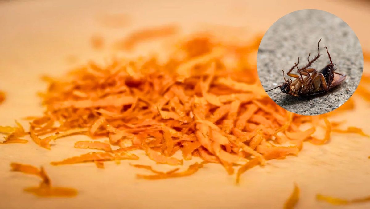 La cáscara de naranja puede ayudarte con las plagas presentes en casa.