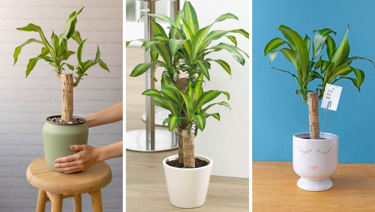 Palo de Brasil, la planta que no necesita de muchos cuidados. Palo de Brasil, la planta que no necesita de muchos cuidados.