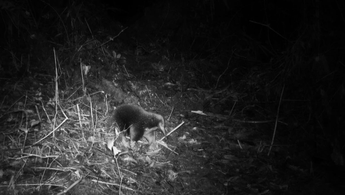 Los científicos creían que el animal en cuestión había desaparecido