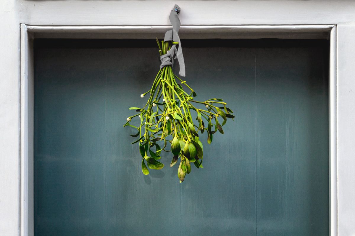 La planta aromática que huele a Navidad y es perfecta para decorar tu hogar estas fiestas