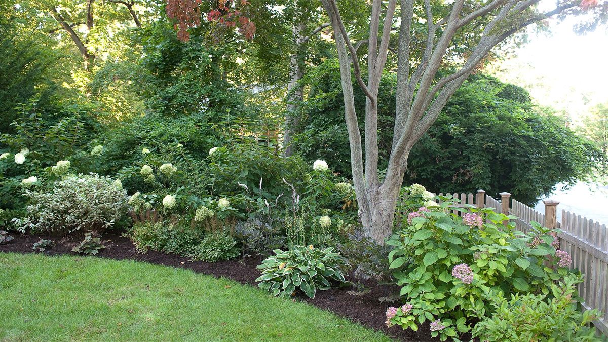 Hay muchas plantas que no necesitan sol para vivir y pueden darle luz propia al jardín.