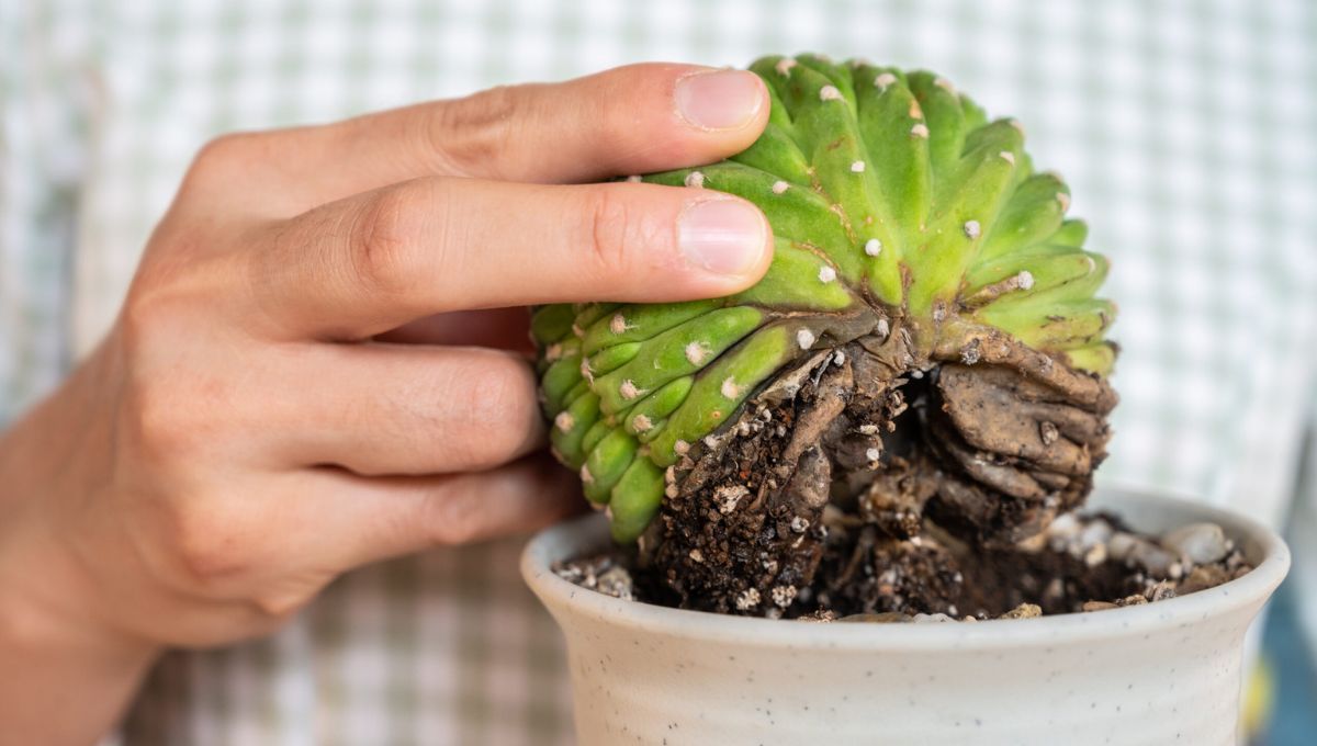 Las suculentas retienen agua en sus hojas