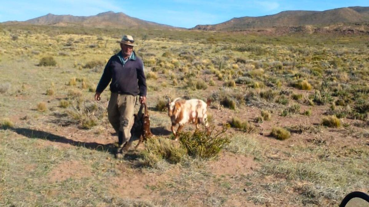 Elecciones 2025: puesteros lejos de las urnas por la época de parición de cabras, ataques de zorros y pésimos caminos