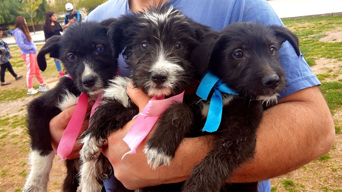Todos son identificados con pañuelos o cintas para que los posibles adoptantes sepan si son machos o hembras. Como sea, todos son un desborde de hermosura