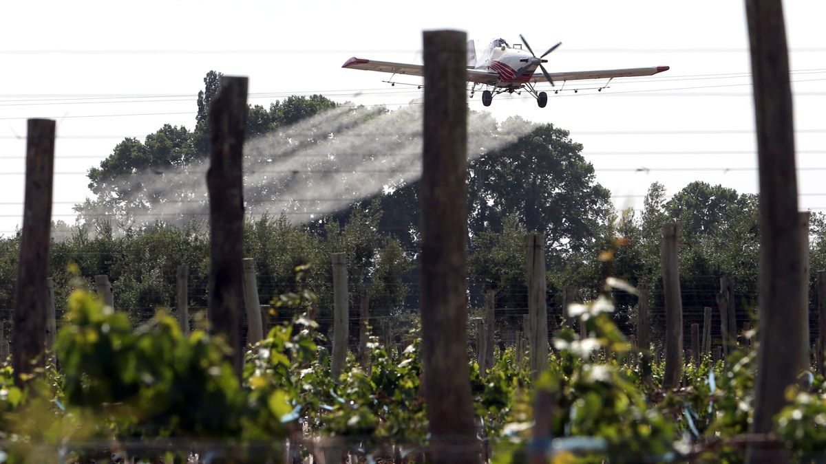 Peligra la campaña contra la plaga de la Lobesia Botrana, porque Javier Milei recortó los fondos.