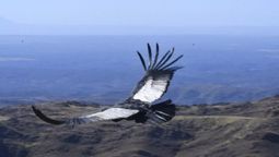 asi liberaron en las sierras de san luis a un majestuoso condor andino rehabilitado