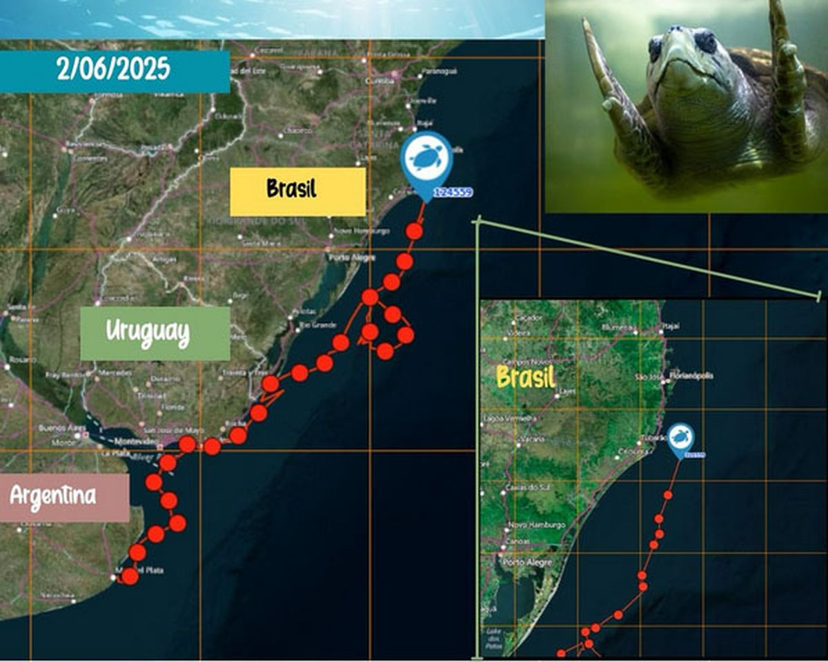 El tortugo Jorge ya recorrió 2.000 kilómetros desde que salió de las costas de Mar del Plata. El tortugo Jorge ya recorrió 2.000 kilómetros desde que salió de las costas de Mar del Plata.