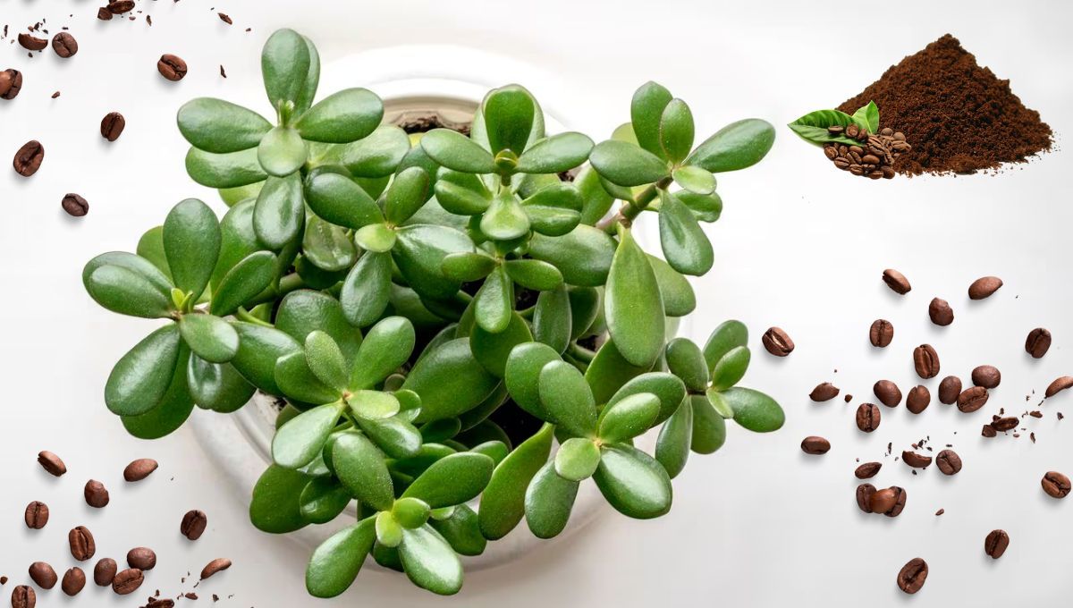 Cómo añadir posos de café a tu árbol de Jade para que crezca fuerte