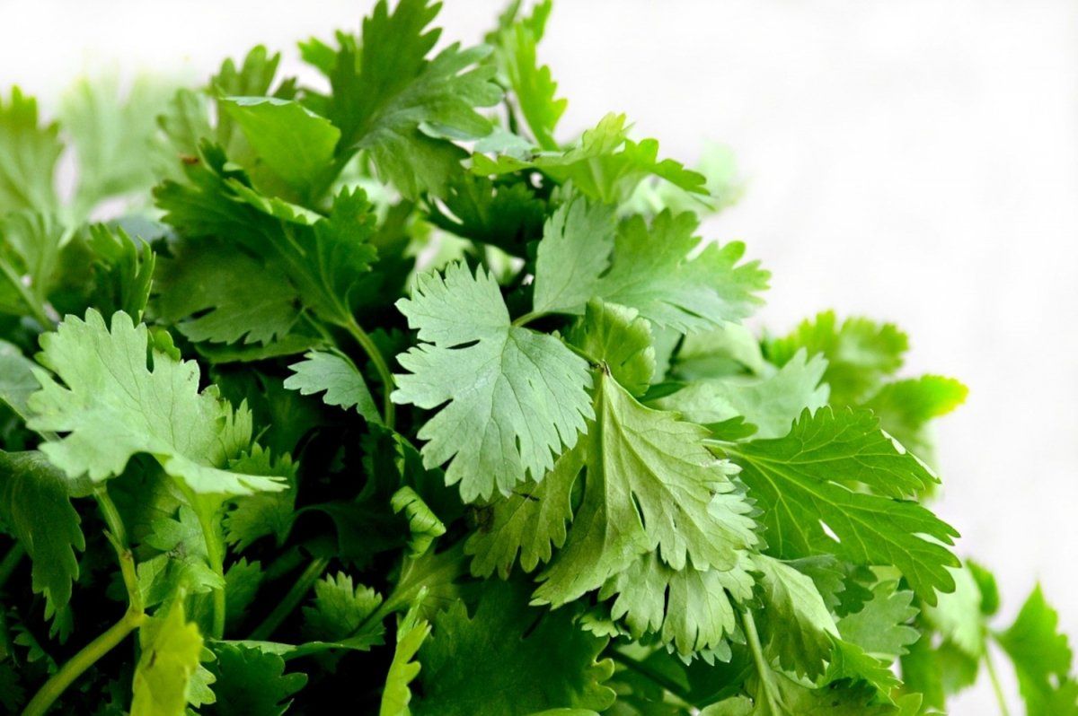 El cilantro tiene altas cantidades de potasio, lo que ayuda a eliminar el exceso de sodio por la orina, controlando la presión alta. El cilantro tiene altas cantidades de potasio, lo que ayuda a eliminar el exceso de sodio por la orina, controlando la presión alta. 