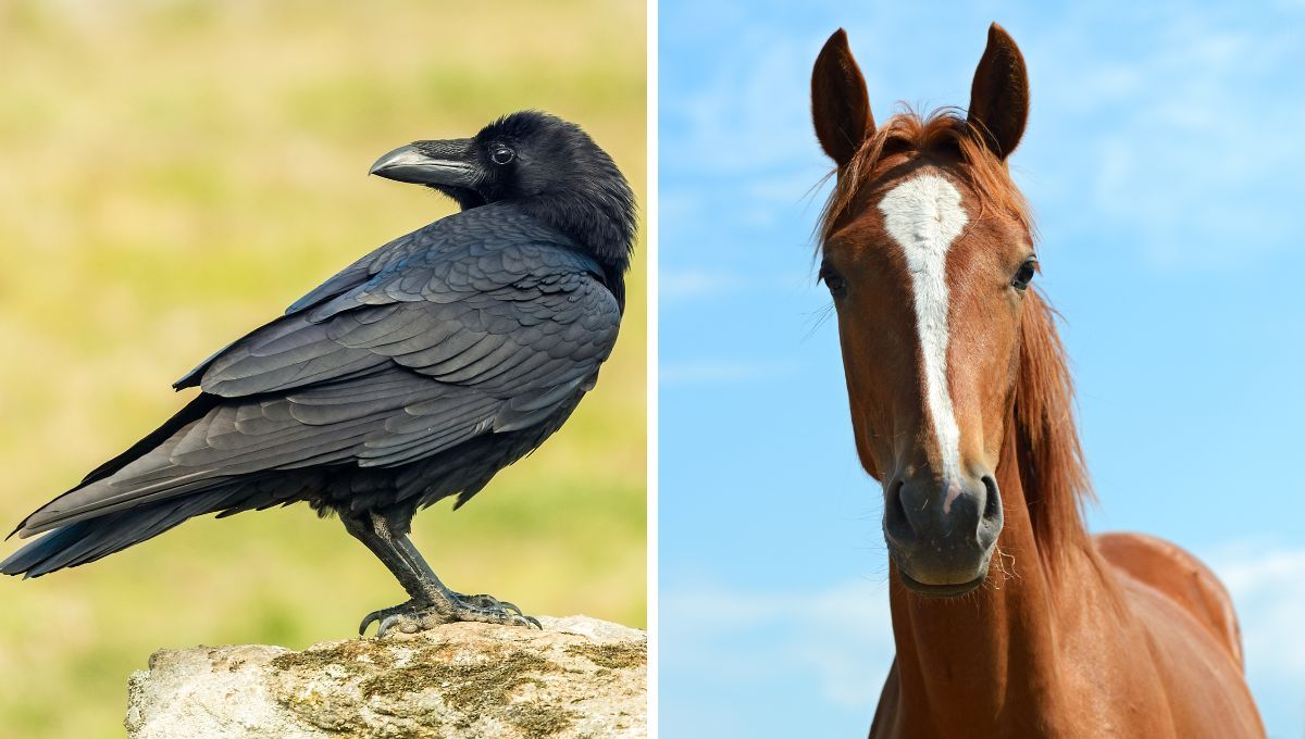 Cuervo y caballo. Cuervo y caballo.