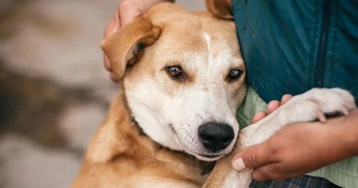 Trucos caseros. Hay perros que sufren el calor en exceso, por lo que requieren mayores cuidados.