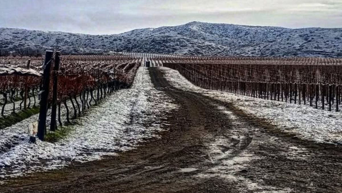 Viñedos de Gualtallary con el manto de nieve. 