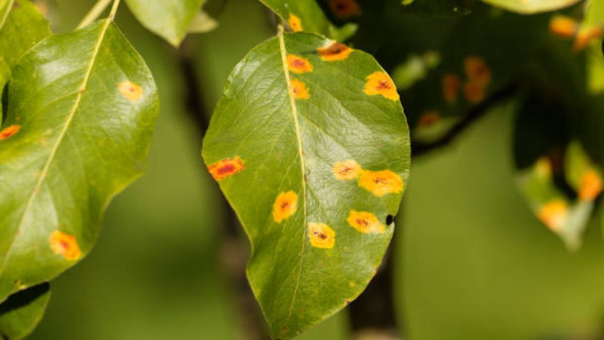 Aprende a identificar un problema en la planta mirando sus hojas.