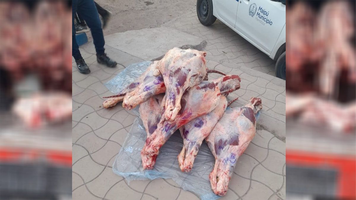 Los mil kilos de carne secuestrados en Maipú fueron donados a la Fundación Cullunche.