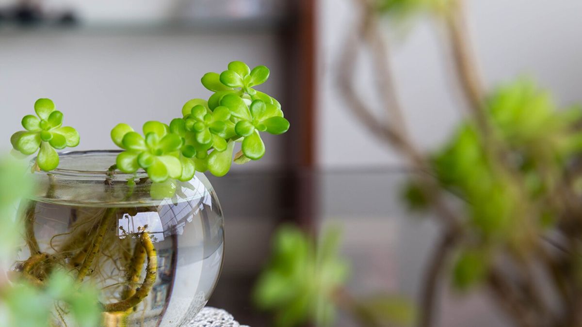 Por qué tener un árbol de Jade según el Feng Shui